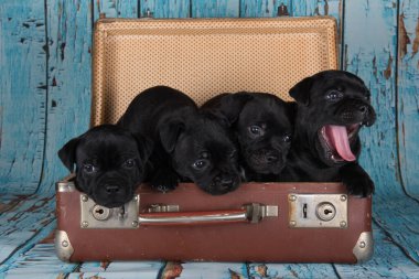 Black American Staffordshire Terrier dogs or AmStaff puppies in a retro suitcase on blue background.