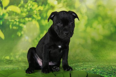 Black female American Staffordshire Bull Terrier dog or AmStaff puppy five weeks old on green background.