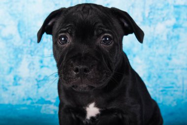Black male American Staffordshire Bull Terrier dog puppy five weeks old on blue background.