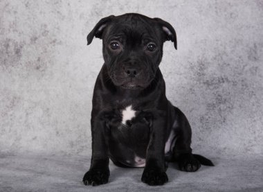 Black female American Staffordshire Bull Terrier dog puppy five weeks old on gray background.
