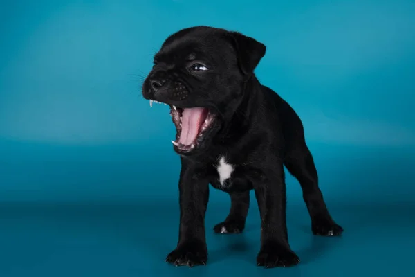 Czarny Mężczyzna Amerykański Staffordshire Terrier Pies Lub Amstaff Szczeniak Niebieskim — Zdjęcie stockowe