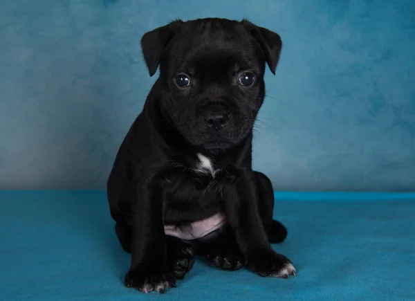 Black Male American Staffordshire Terrier Dog Amstaff Puppy Blue Background — Zdjęcie stockowe