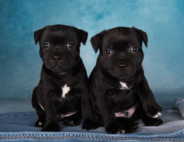 Black Male American Staffordshire Terrier Dogs Amstaff Puppies Blue Background — Stock Photo, Image