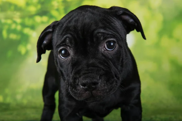Black Female American Staffordshire Bull Terrier Dog Amstaff Puppy Five — Zdjęcie stockowe