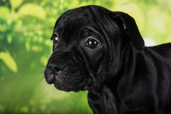 Black Female American Staffordshire Bull Terrier Dog Amstaff Puppy Five — Fotografia de Stock