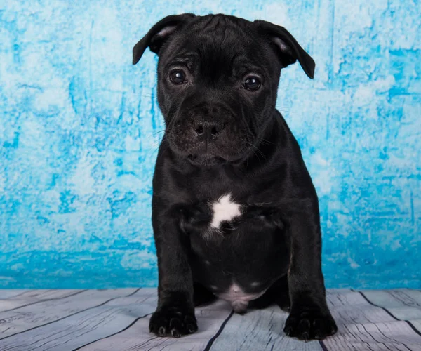 Black Male American Staffordshire Bull Terrier Dog Puppy Five Weeks — Zdjęcie stockowe