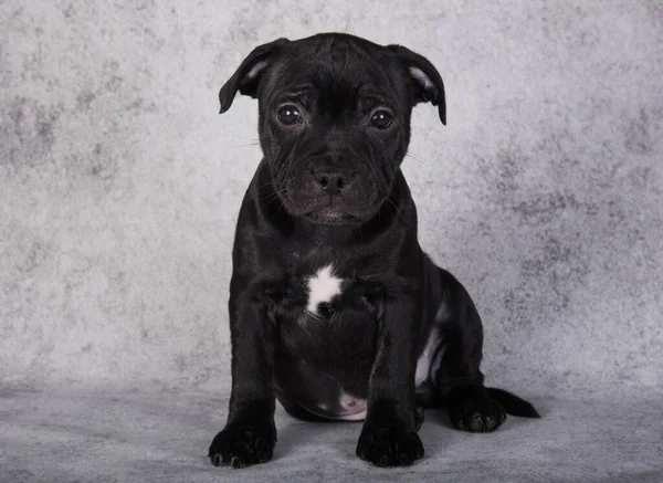 Black Female American Staffordshire Bull Terrier Dog Puppy Five Weeks — Zdjęcie stockowe