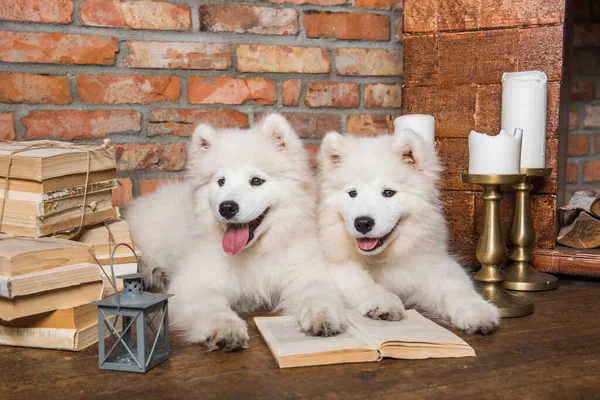 Dois Engraçado Branco Fofo Cachorros Samoyed Cachorros Com Livros — Fotografia de Stock