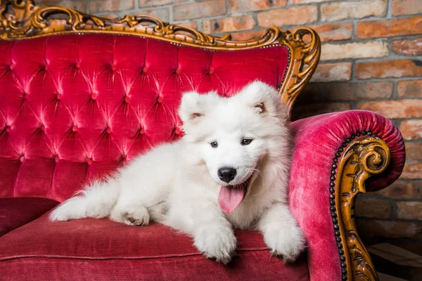 White Fluffy Samoyed Dog Puppy Red Luxury Couch — Fotografia de Stock