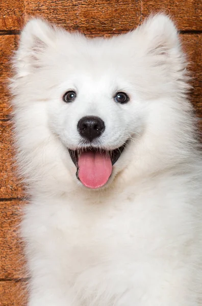Cute Fluffy Samoyed Puppy Close Portrait — Zdjęcie stockowe