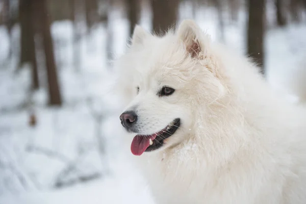 Bonito Samoyed Cão Branco Retrato Closeup Está Floresta Inverno Carnikova — Fotografia de Stock