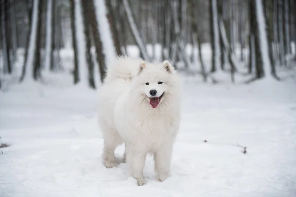 Beautiful Samoyed White Dog Winter Forest Carnikova Baltic — Fotografia de Stock