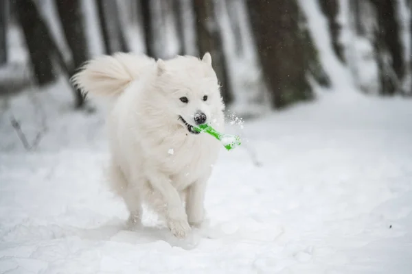 Чудовий Самозакоханий Білий Собака Грає Іграшками Зимовому Лісі Карнікові Балтія — стокове фото