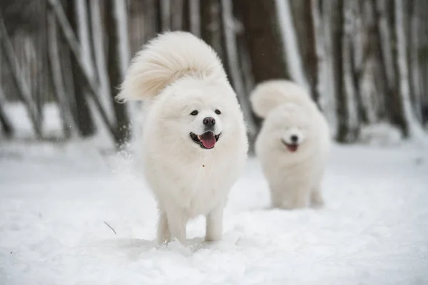 Двоє Самозакоханих Білих Собак Грають Зимовому Лісі Карнікова Балтія — стокове фото