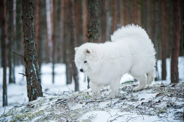 Piękny Samoyed Biały Pies Siedzi Zimowym Lesie Carnikova Bałtyku — Zdjęcie stockowe