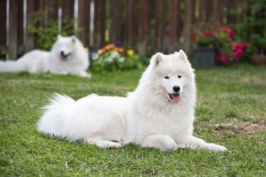 Beyaz Samoyed köpek yavrusu yeşil çimlerin üzerinde oturur. Doğada bir köpek, parkta bir yürüyüş.