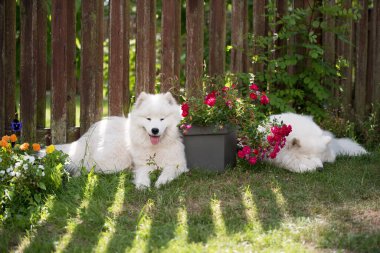 Two White Samoyed puppies are sitting on the green grass with flowers. Dogs in nature.