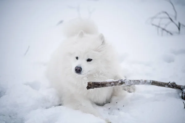 The dog fell through the ice. Samoyed white dog muzzle close up is on snow Baltic sea beach in Latvia