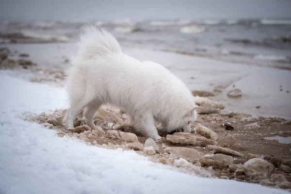 The dog fell through the ice. Samoyed white dog muzzle close up is on snow Baltic sea beach in Latvia