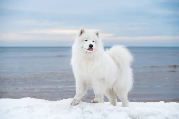 拉脱维亚雪地上有一只萨摩亚白狗 萨乌尔克拉斯蒂海滩上有一座白色的沙丘 — 图库照片