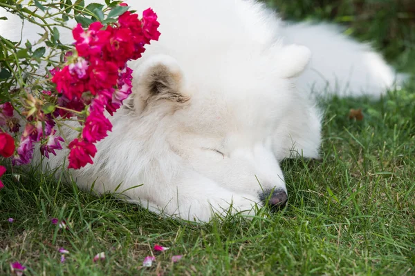 White Samoyed puppy sits on the green grass with flowers. Dog in nature, a walk in the park.