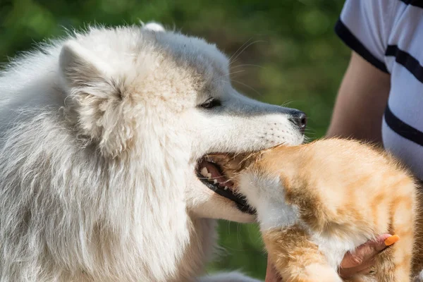 Samoyed dog and red cat, dog bites playing cat.