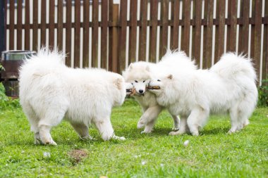 Yumuşak beyaz Samoyed köpek yavruları oyuncaklarla oynuyor..