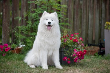 Beyaz Samoylu köpek yavrusu elinde çiçeklerle yeşil çimlerin üzerinde oturur. Doğada bir köpek, parkta bir yürüyüş.
