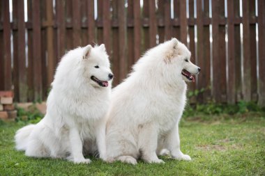 Two Samoyed puppies dogs are sitting and playing on green meadow.