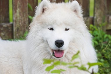 Beyaz Samoyed köpek yavrusu yeşil çimlerin üzerinde oturur. Doğada bir köpek, parkta bir yürüyüş.