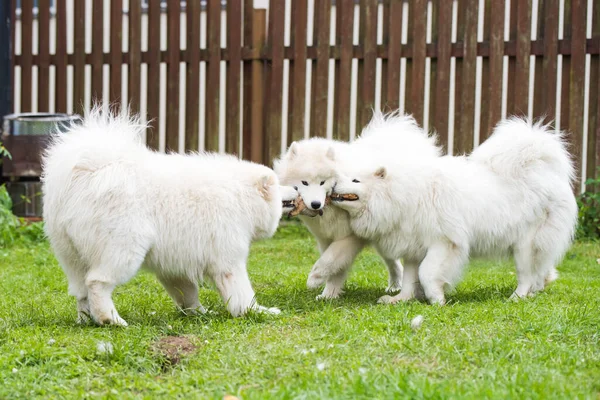 Fluffy White Samoyed Puppies Dogs Playing Toy — Fotografia de Stock