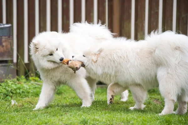 Two Fluffy White Samoyed Puppies Dogs Playing Toy — ストック写真