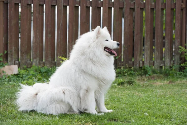 White Samoyed puppy sits on the green grass. Dog in nature, a walk in the park.