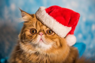 Kırmızı Noel Baba şapkalı Pers kedisi mavi arka planda ve karlı