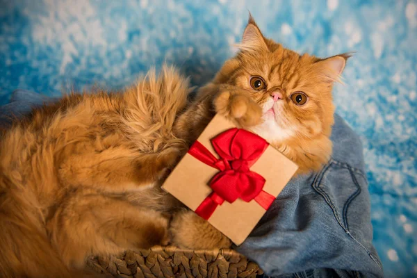 Rote Perserkatze Mit Geschenkbox Weihnachten Auf Blauem Weihnachtshintergrund Mit Schnee — Stockfoto