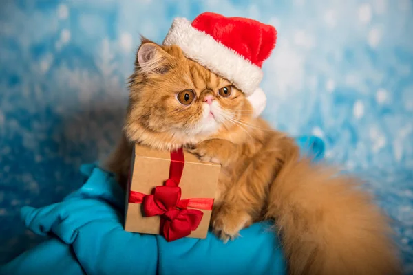 Красный Персидский Кот Красной Шляпе Санта Клауса Подарочной Коробкой Синем — стоковое фото