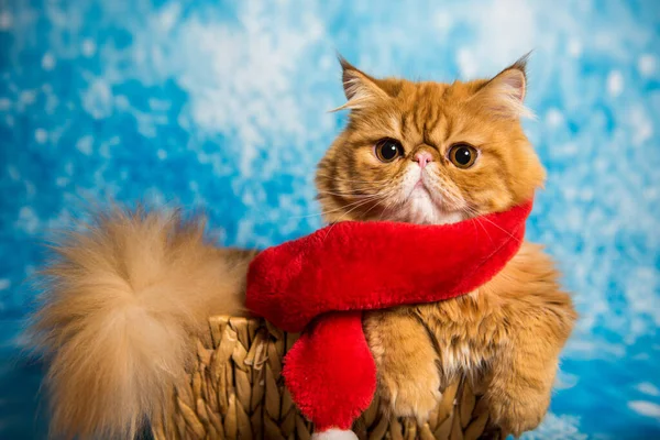 Κόκκινη Περσική Γάτα Κόκκινο Κασκόλ Santa Claus Μπλε Φόντο Χριστουγέννων — Φωτογραφία Αρχείου