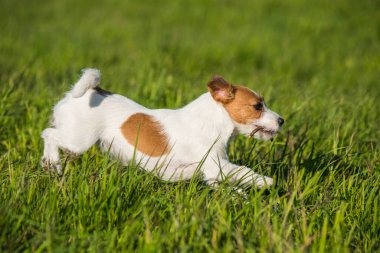 Mutlu komik Jack Russell Köpek oynuyor, koşuyor ve yeşil çimlerin üzerinde zıplıyor