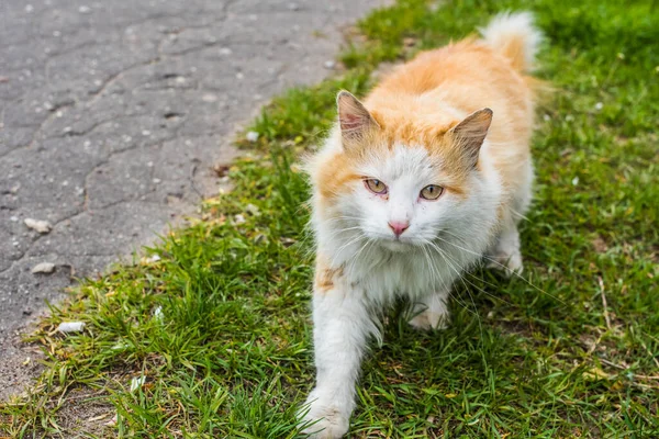 Red cat homeless sick cat is walking outside in the green grass.