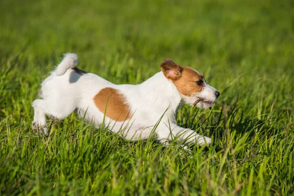 Веселый Весельчак Джек Рассел Собака Играет Бегает Прыгает Зеленой Траве — стоковое фото