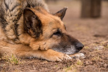 Uyuyan Alman çoban köpeği kır çiftliğinin bahçesinde..