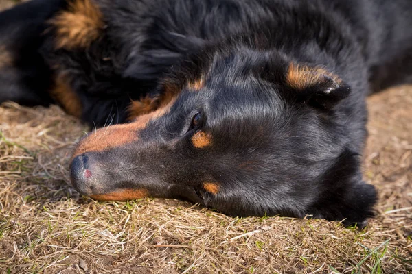 Beauceron Dog Courtyard Lying Grass — Stockfoto