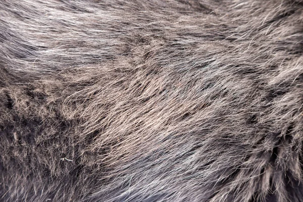 Close-up Shepherd dog coat. Can be used as a background.
