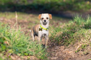 A small chihuahua dog, a toy dog of light brown color, stands on the road. Lost walking dog concept.