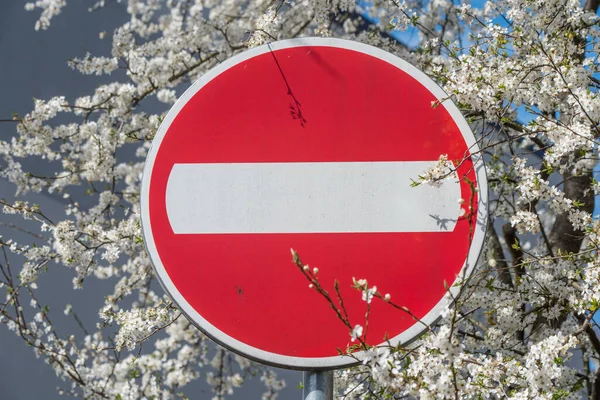 Stop Road Sign Background Flowering Tree White Brick Red Circle — Stok fotoğraf