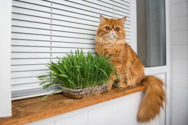 Cat is eating fresh green grass. Cat grass, pet grass. Natural hairball treatment. Persian Exotic red cat.