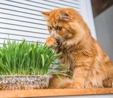 Cat is eating fresh green grass. Cat grass, pet grass. Natural hairball treatment. Persian Exotic red cat.