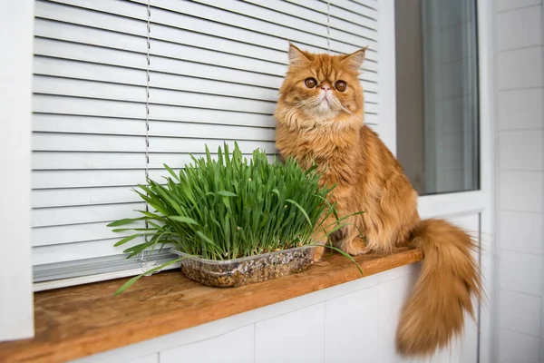 Cat Eating Fresh Green Grass Cat Grass Pet Grass Natural — Foto de Stock