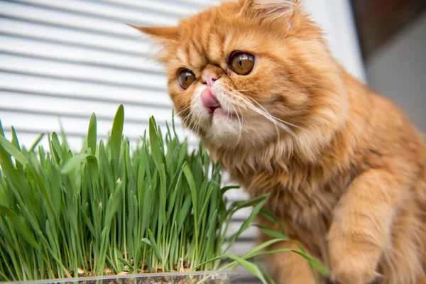 Cat Eating Fresh Green Grass Cat Grass Pet Grass Natural — Stok Foto