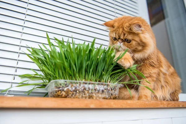 Cat is eating fresh green grass. Cat grass, pet grass. Natural hairball treatment. Persian Exotic red cat.